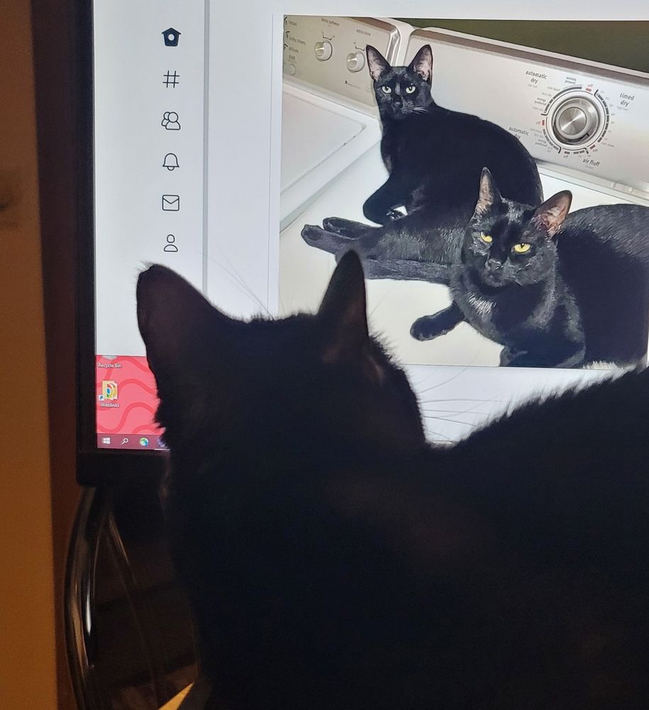 My black cat Gerpie looking at a photo of two black cats on the computer
