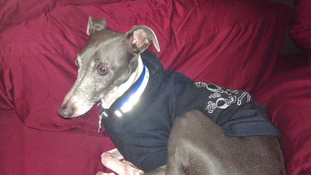 Desmond the Italian Greyhound in his navy hoodie, with sparkly decorations on the back, laying in bed