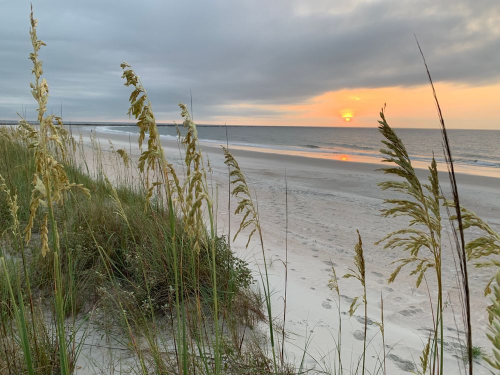 Uniola paniculata plants (foreground) growing on the foredune at Ft. Clinch State Park in Florida. Spikelets containing mature seeds are near the point of natural shedding from panicles. Credit: Héctor E. Pérez