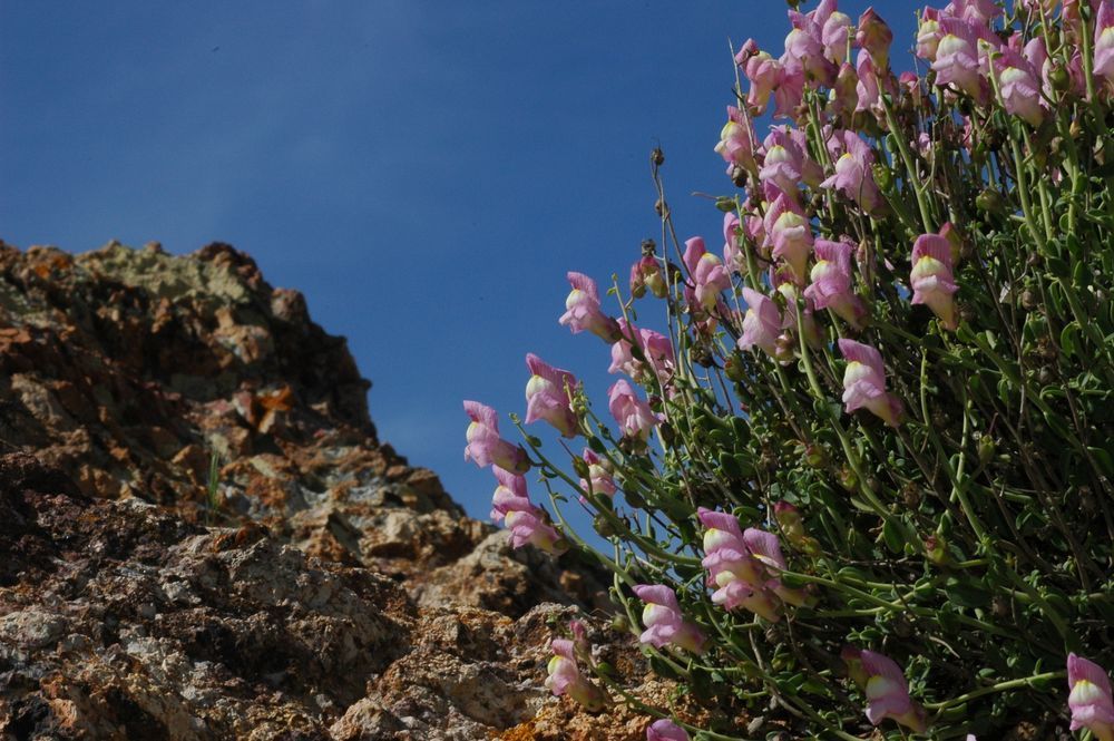 Antirrhinum charidemi in the Barranco del Dragoncillo Blanco (Almería, Spain)