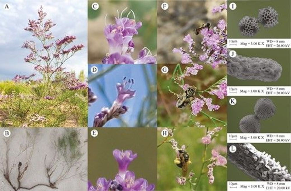 Floral morph variation mediated by clonal growth and pollinator functional groups of Limonium otolepis in a heterostylous fragmented population