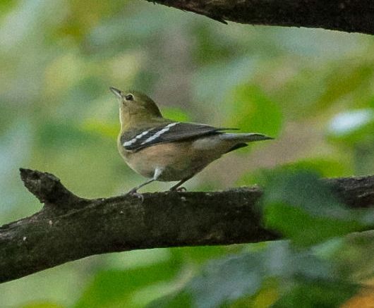 Bay-breasted warbler