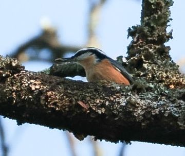 Red-breasted nuthatch 