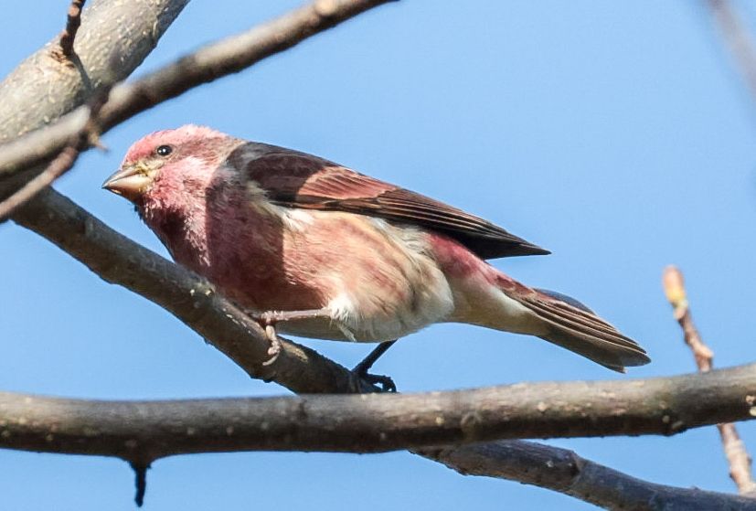 Male purple finch