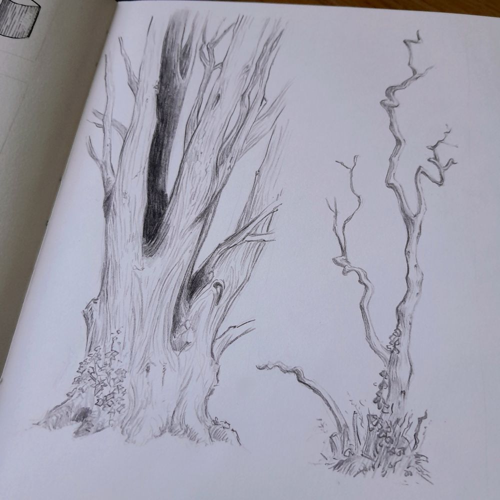 Two trees penciled in an open sketchbook. They have very different shapes and sizes, one being old with bigg branches, the other with thin twisting ones.