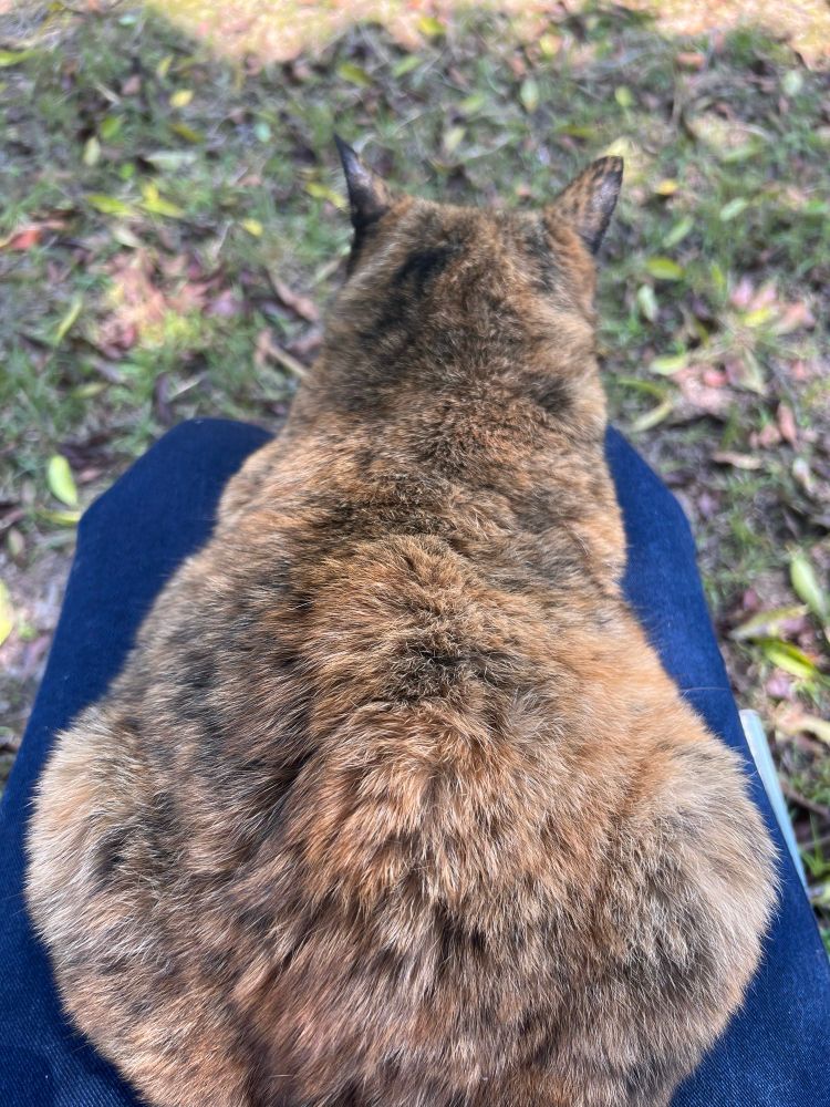 カラバ　この後脱走した！