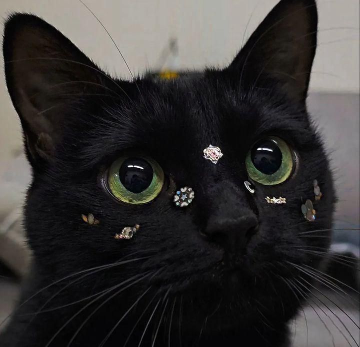 A black cat with green eyes. There are various gems on the cat’s face.