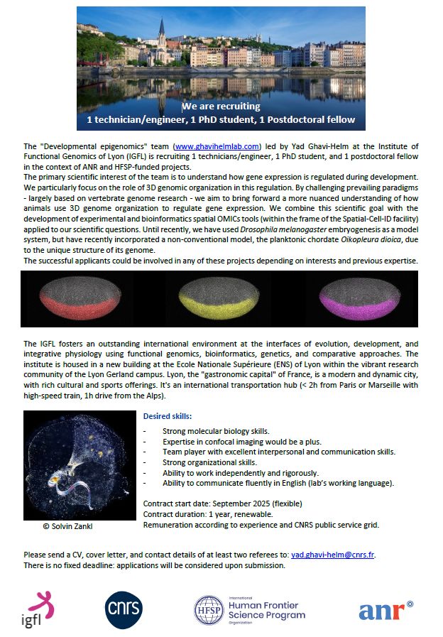 The "Developmental epigenomics" team (www.ghavihelmlab.com) led by Yad Ghavi-Helm at the Institute of Functional Genomics of Lyon (IGFL) is recruiting 1 technicians/engineer, 1 PhD student, and 1 postdoctoral fellow in the context of ANR and HFSP-funded projects.

The primary scientific interest of the team is to understand how gene expression is regulated during development. We particularly focus on the role of 3D genomic organization in this regulation. By challenging prevailing paradigms - largely based on vertebrate genome research - we aim to bring forward a more nuanced understanding of how animals use 3D genome organization to regulate gene expression. We combine this scientific goal with the development of experimental and bioinformatics spatial OMICs tools (within the frame of the Spatial-Cell-ID facility) applied to our scientific questions. Until recently, we have used Drosophila melanogaster embryogenesis as a model system, but have recently incorporated a non-conventional model, the planktonic chordate Oikopleura dioica, due to the unique structure of its genome.

some more details in image

Please send a CV, cover letter, and contact details of at least two referees to: yad.ghavi-helm@cnrs.fr.
There is no fixed deadline: applications will be considered upon submission.