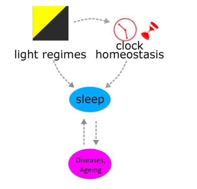 diagram showing interactions among light, circadian clock, sleep and disease conditions