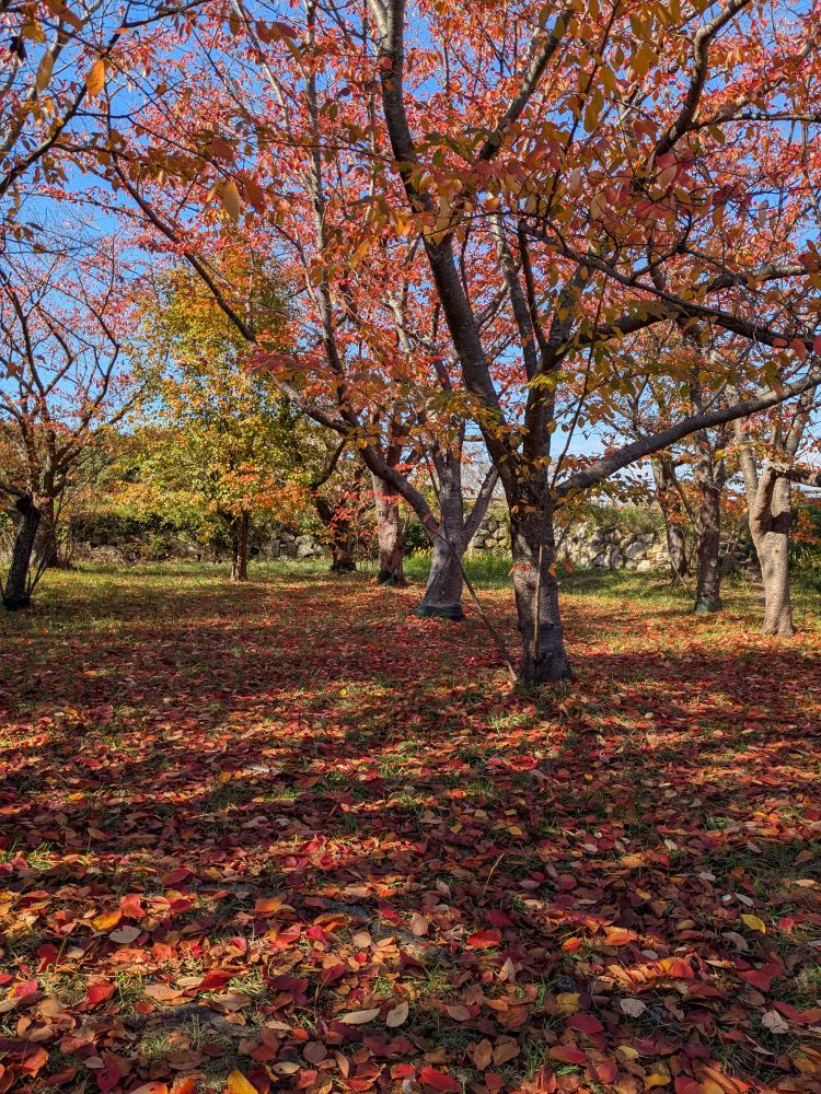 晴れて明るい時間に撮った葉が赤くなっている木。
芝生になっている地面には、赤い落ち葉が敷き詰められるようにたくさん落ちている。