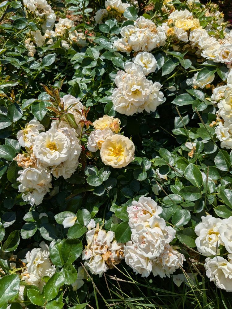 ポップコーンドリフトという名前のバラ。花弁は外側が白っぽく内側になるにつれ黄色い。やや小ぶりの花。