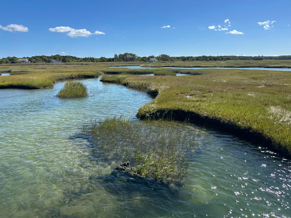 Photo of a salt marsh at high tide with sun reflecting on the water.