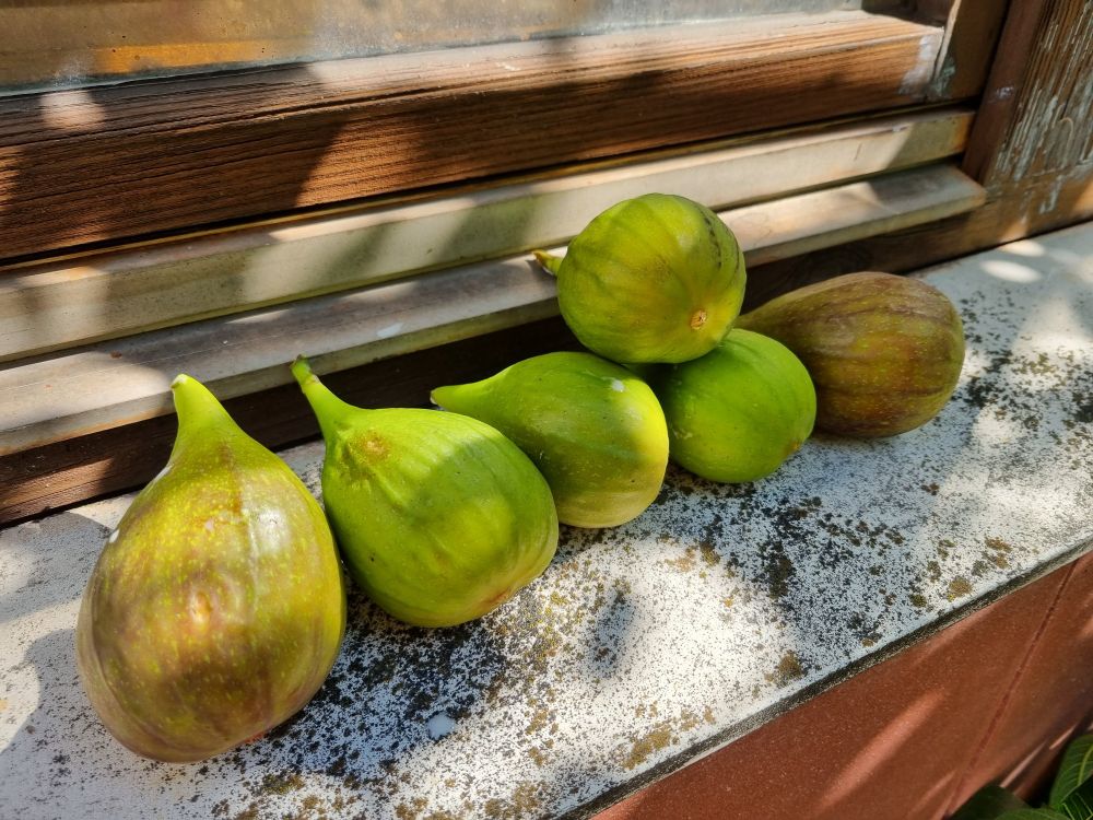 Teils faustgroße Feigen am Fensterbrett.
