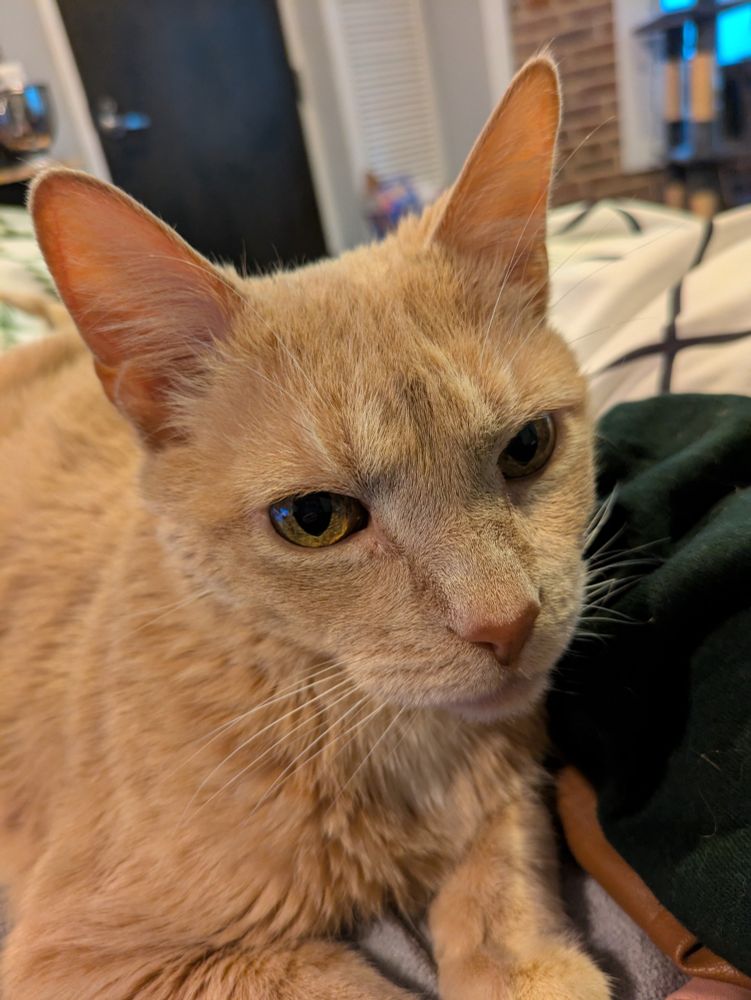 An orange cat looking suspiciously guilty, like maybe he just got caught eating a plastic bag. He has incredibly pointy ears