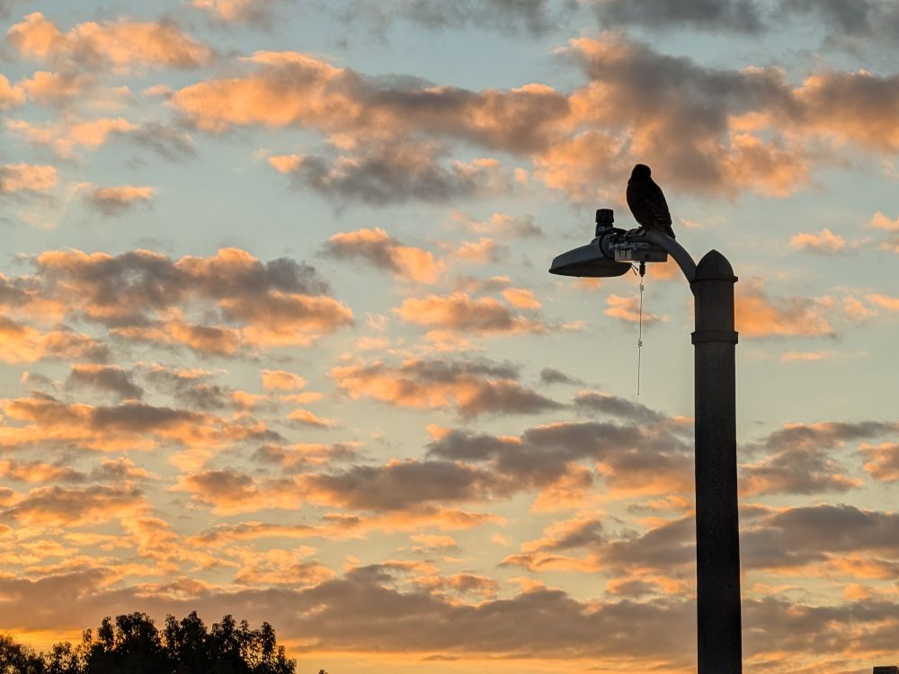 clouds lit by sunrise, with the silhouette of a street lamp. on top of the lamp is a red-tailed hawk.