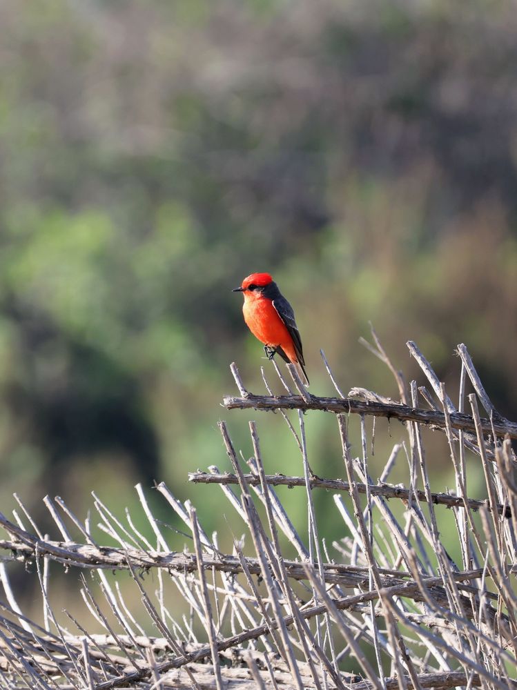 vermilion flycatcher perched on bush