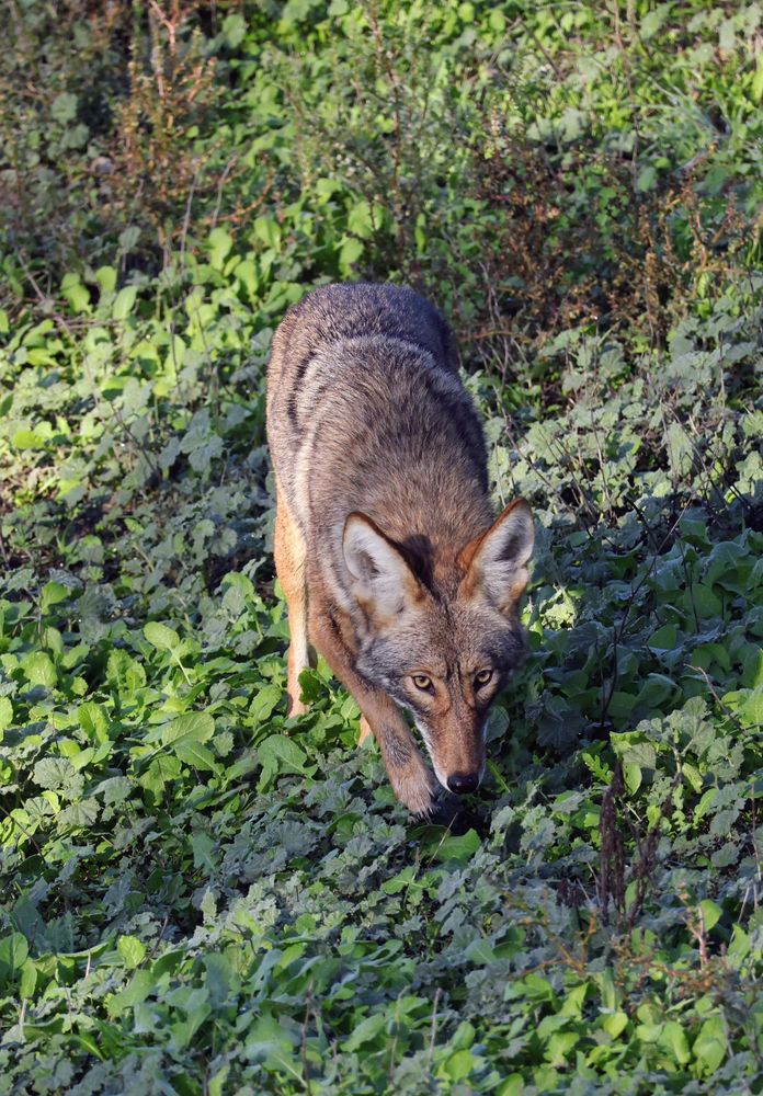 a coyote wandering towards a smell...