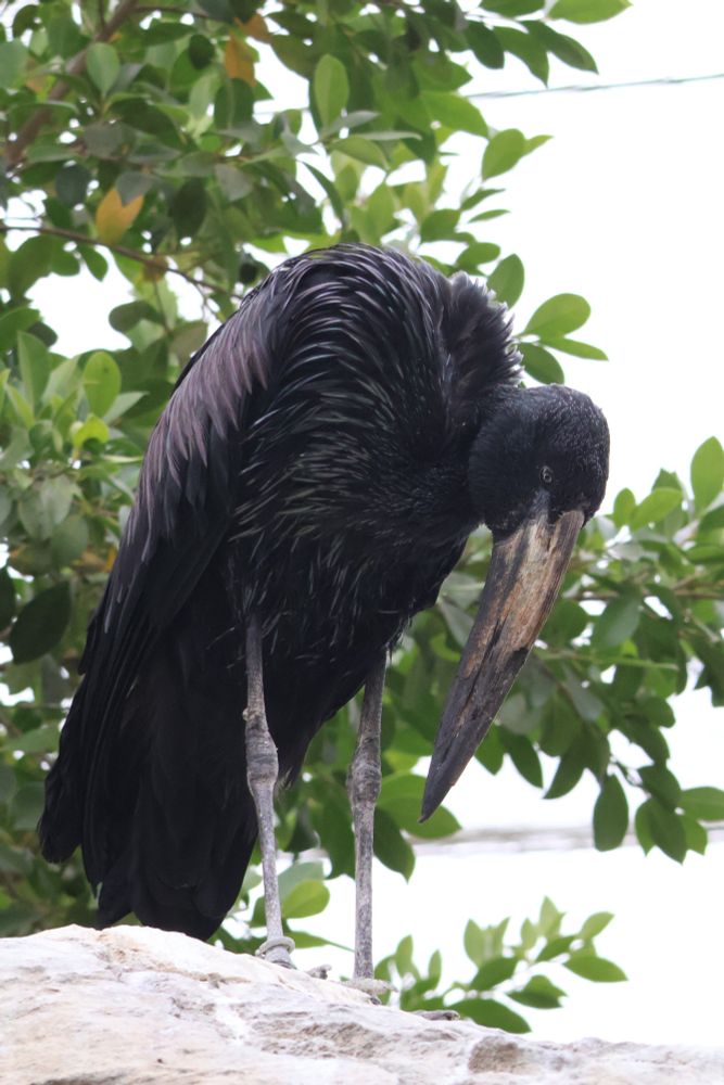 african openbill stork at the san diego zoo wildlife park. they're staring down at the stone they've just landed on. it's about two feet tall.