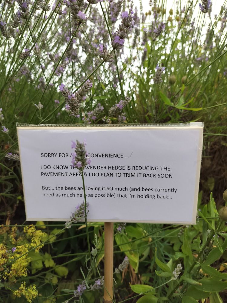 Sign says: "Sorry for any inconvenience... I do know the lavender hedge is reducing the pavement area and I do plan to trim it back soon. But... the bees are loving it SO much, and bees need as much help as possible, that I'm holding back.