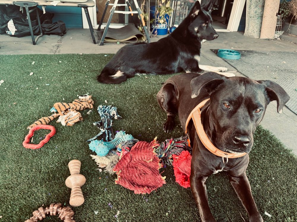 Pictured: Pair of velvet-eared southwestern street wolves guarding the entrance of their den—Los Angeles, CA, taken sometime in the first 5 years of 2025. The wolves are dark in color and appear to be very cute and always hungry. Within the wolves’ Schwarzschild radius, we see a perpetual state of carnage and detritus, including: brown nylon chewable ring (sounds like a gunshot when dropped), 3/4 of a tiger pelt, destroyed indestructible red rubber tug toy (1 tug is missing, so solo tug?), carcass of a blue octo…err…quadropus, tan nylon chew toy that kinda looks like a (scary) double butt plug, head and shoulders of a red corduroy fox, blue rubber bone that looks like a weird sex toy made by Sauron or perhaps some other dark lord, 3 feet of knotted multicolor rope (very tasty, might be edible), red salamander upper, duck torso. 