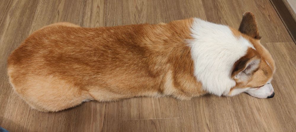 A well groomed corgi looking like a loaf of bread