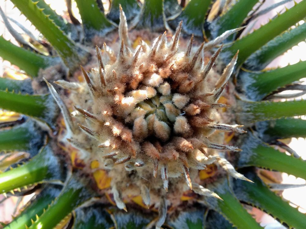 Brotació apical de Cycas revoluta.