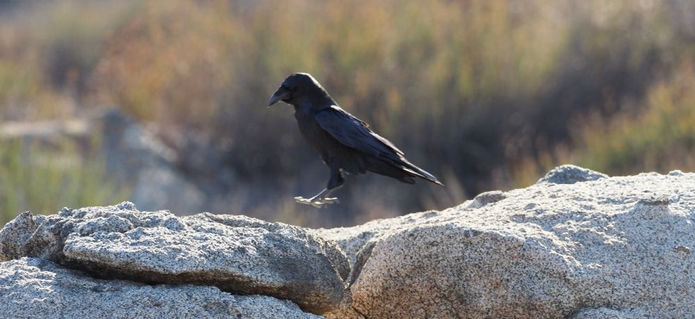 A Common Raven hops on a boulder.