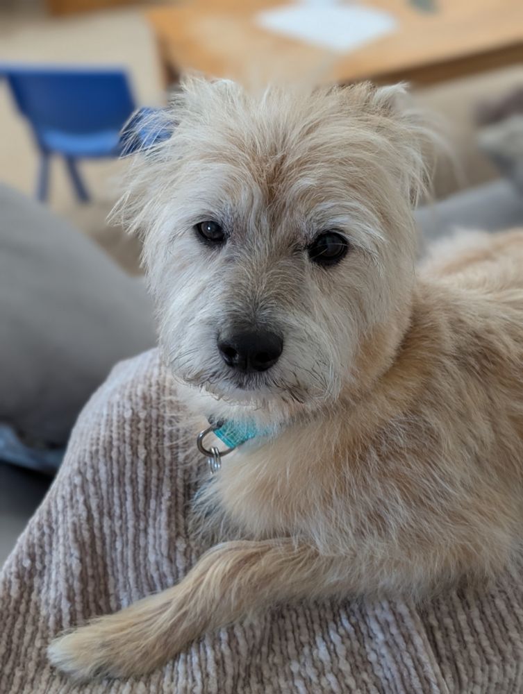 A small dog lying on a blanket.