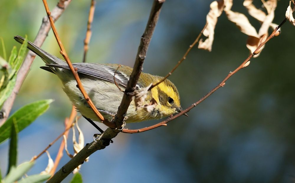 A Townsend's warbler in a tree.