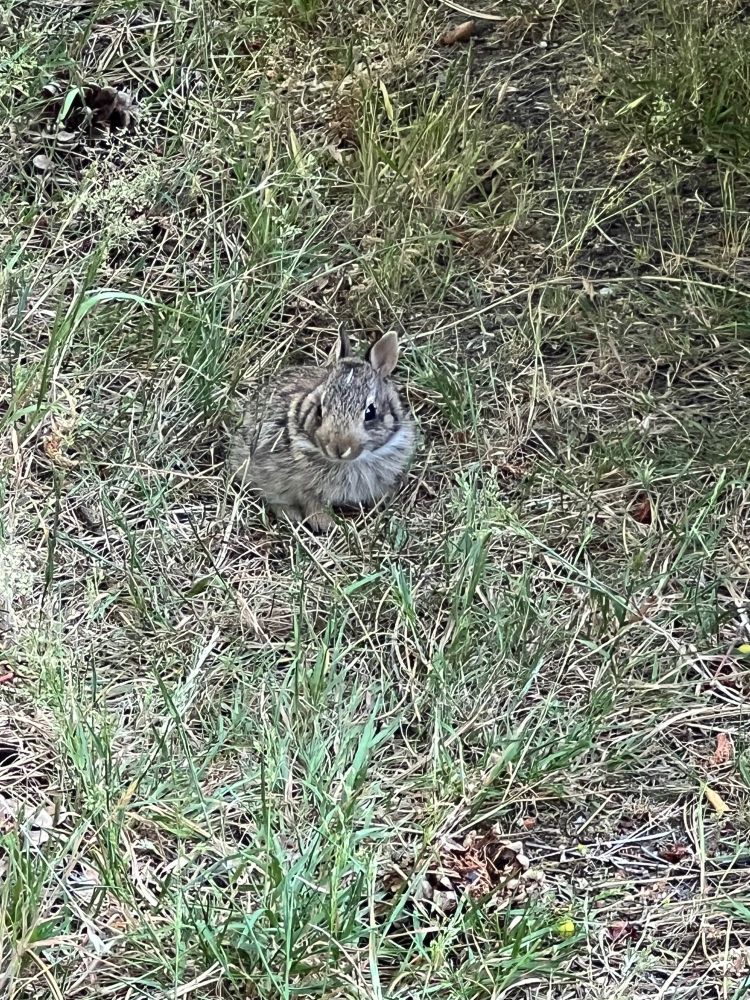 A very very young bunny in some grass.