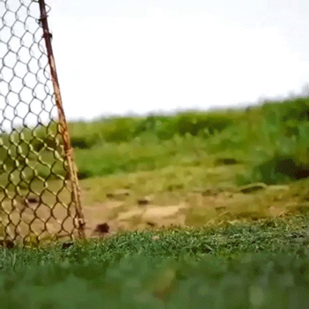 a chain link fence surrounds a green field