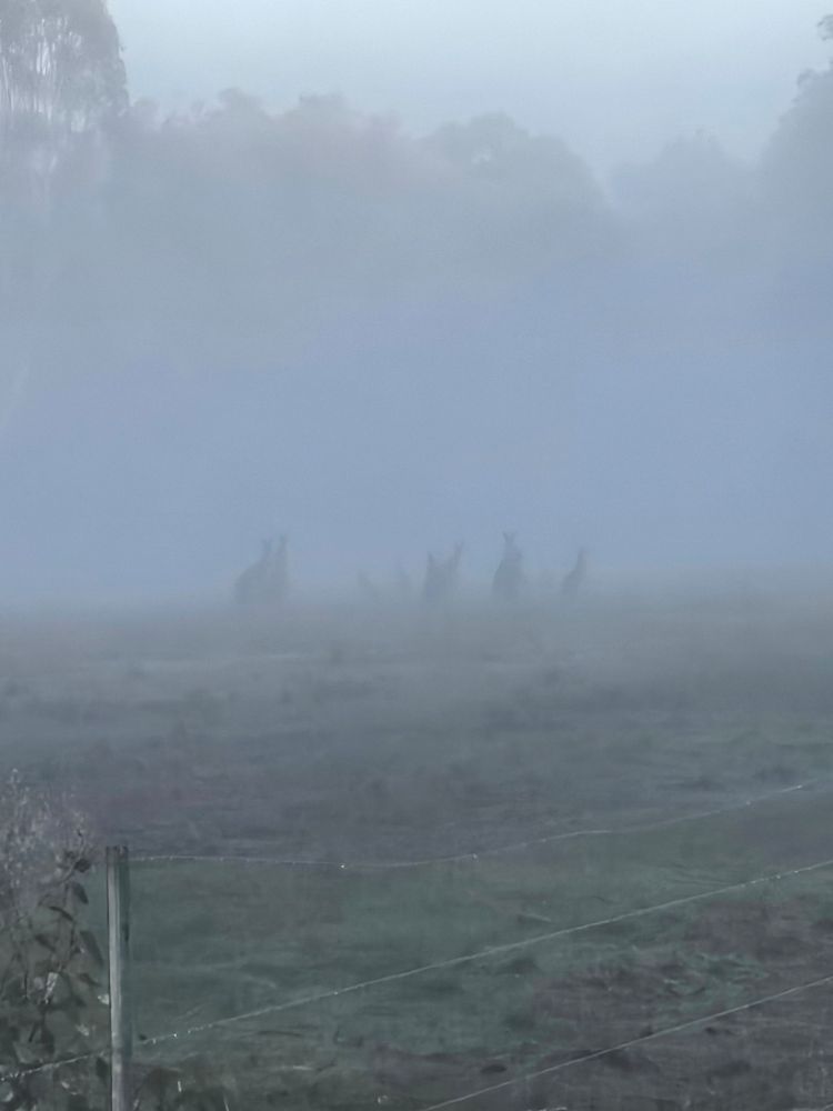 Small mob of kangaroos in the mist. 