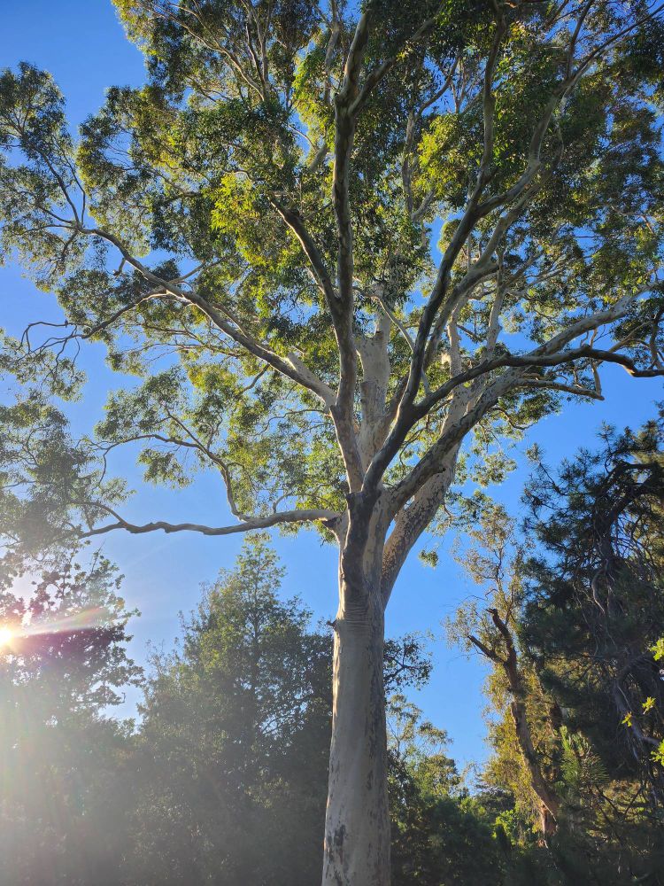 Sun reflecting off the trunk and foliage of a eucalypt tree. 