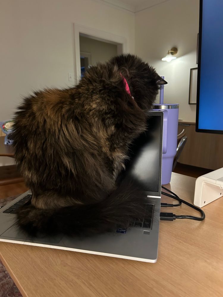 cat sitting on work laptop 