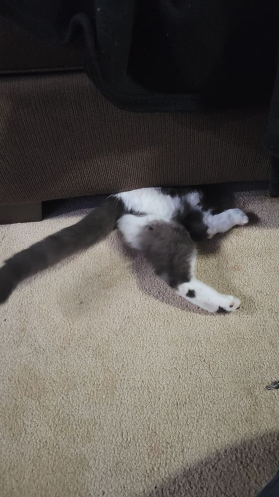 Vaco trying to force himself under the couch.