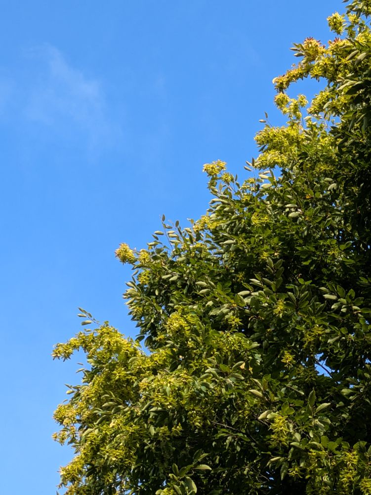 Hainbuche vor strahlend blauem Himmel 