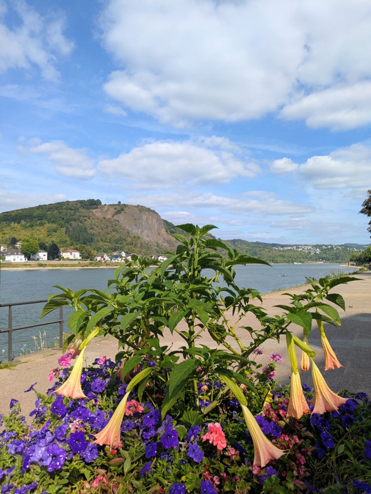 Blick auf den Rhein.Im Vordergrund diverse Blumen 