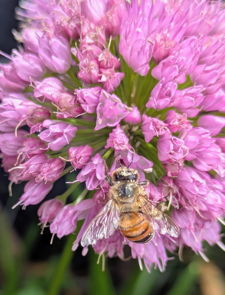 Eine Biene sitzt auf einer Zierlauchblüte