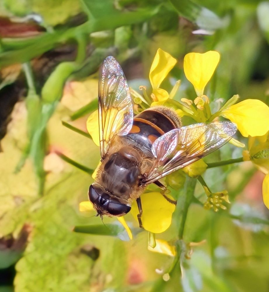 Biene sitzt auf einer gelben Blüte