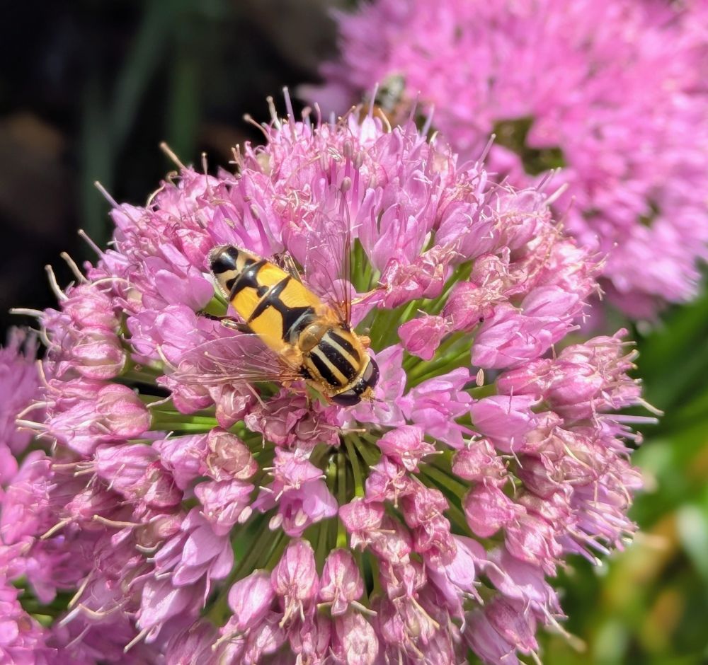 Eine Biene sitzt auf einer Zierlauchblüte