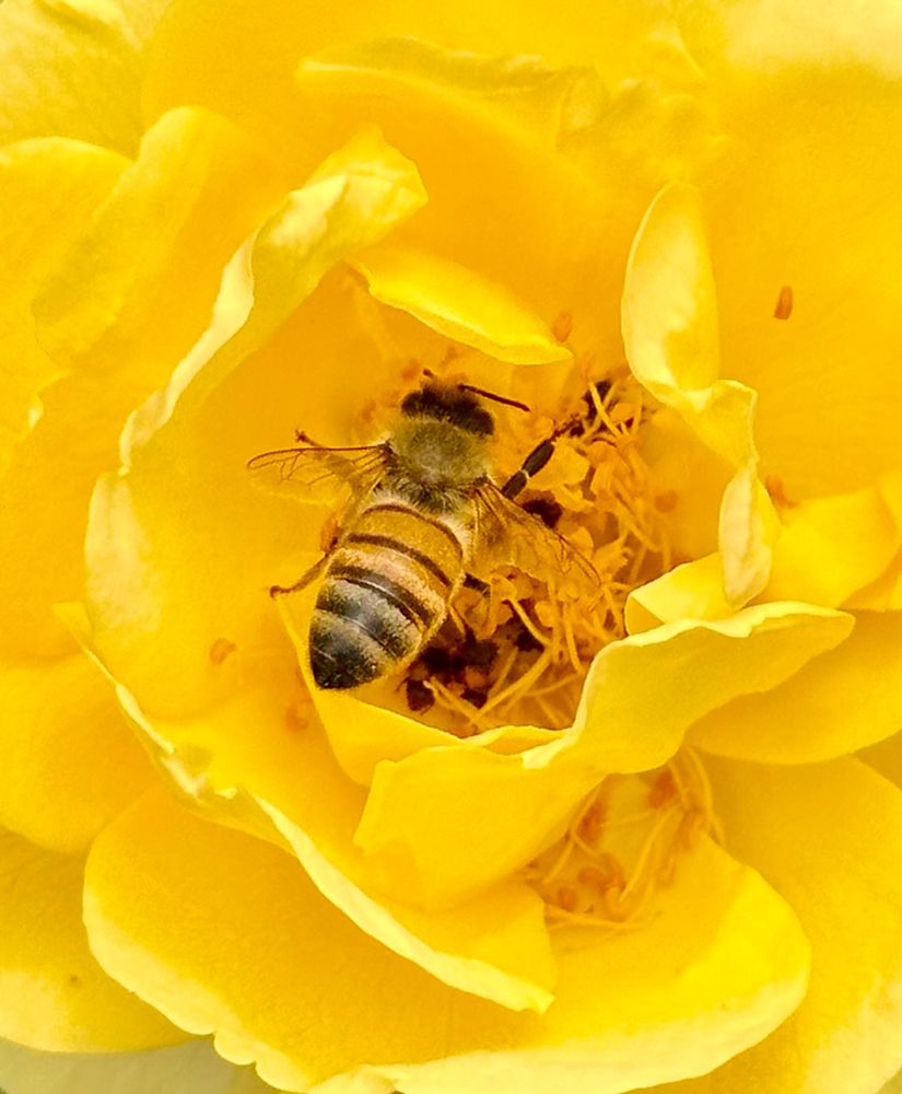 Honeybee gathering pollen.