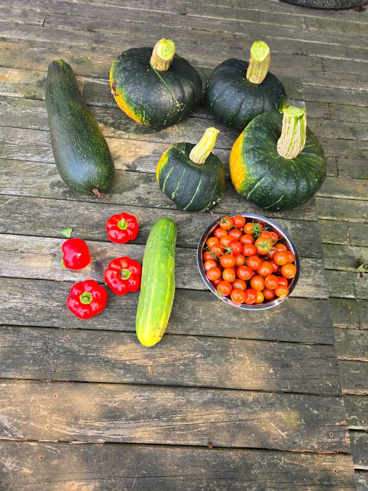 Picture of red peppers, zucchini, cucumbers, squash, and tomatoes.