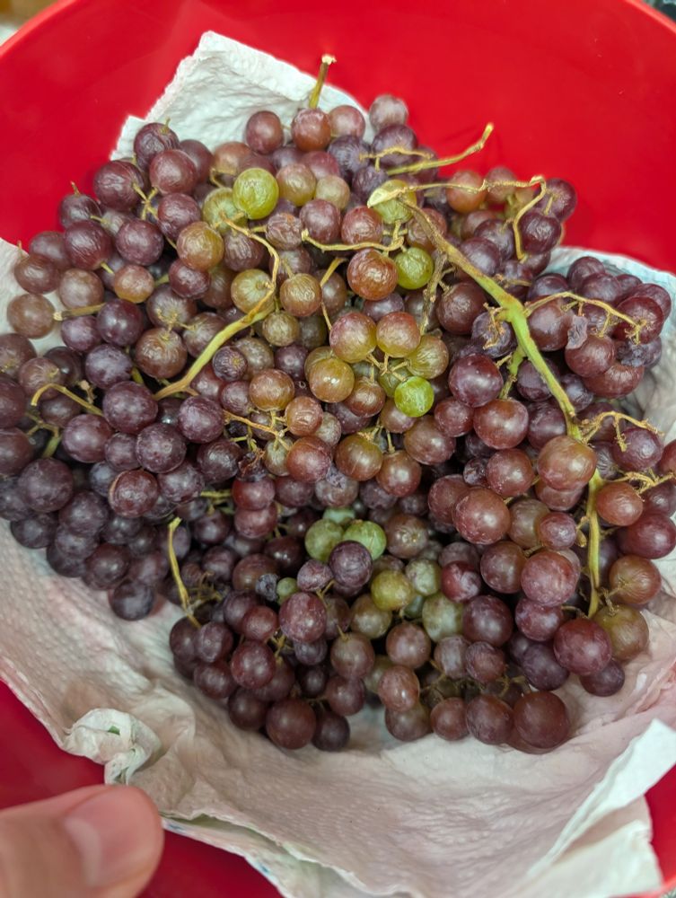Grapes from my yard