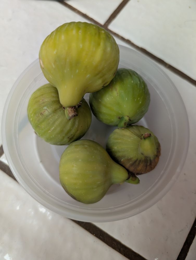 Figs