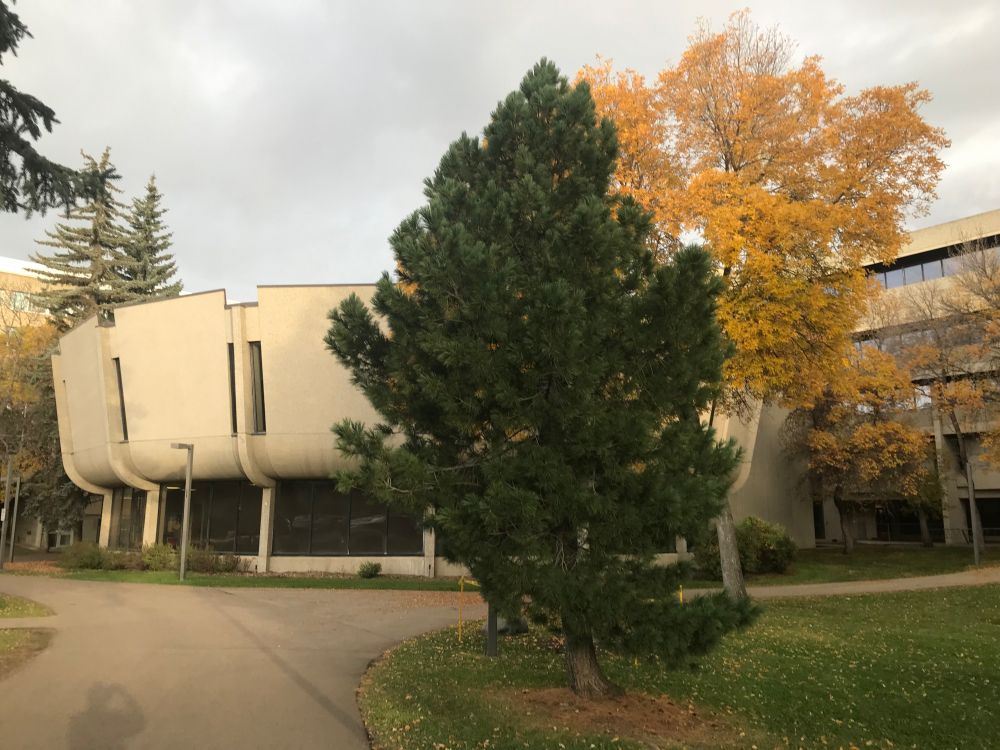 A circular concrete building stands behind a pair of trees, one an evergreen. The other a deciduous tree with yellow leaves.