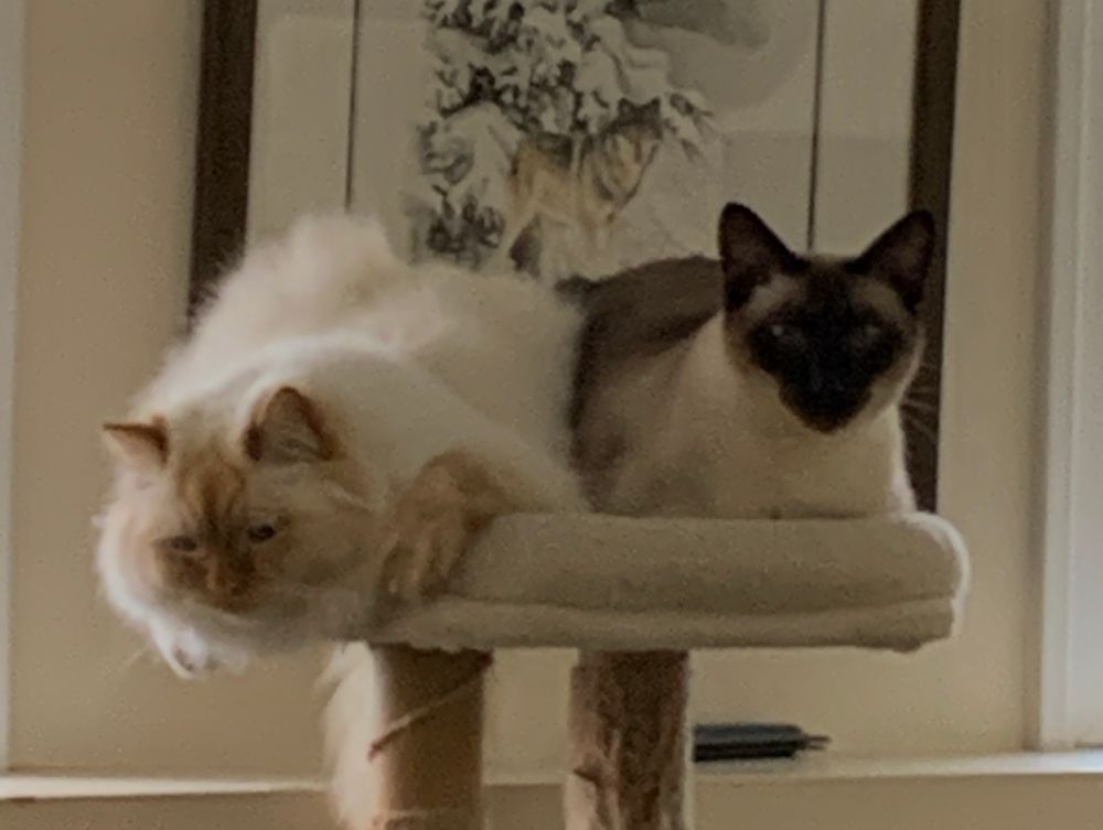 Two cats sitting in a cat tree 