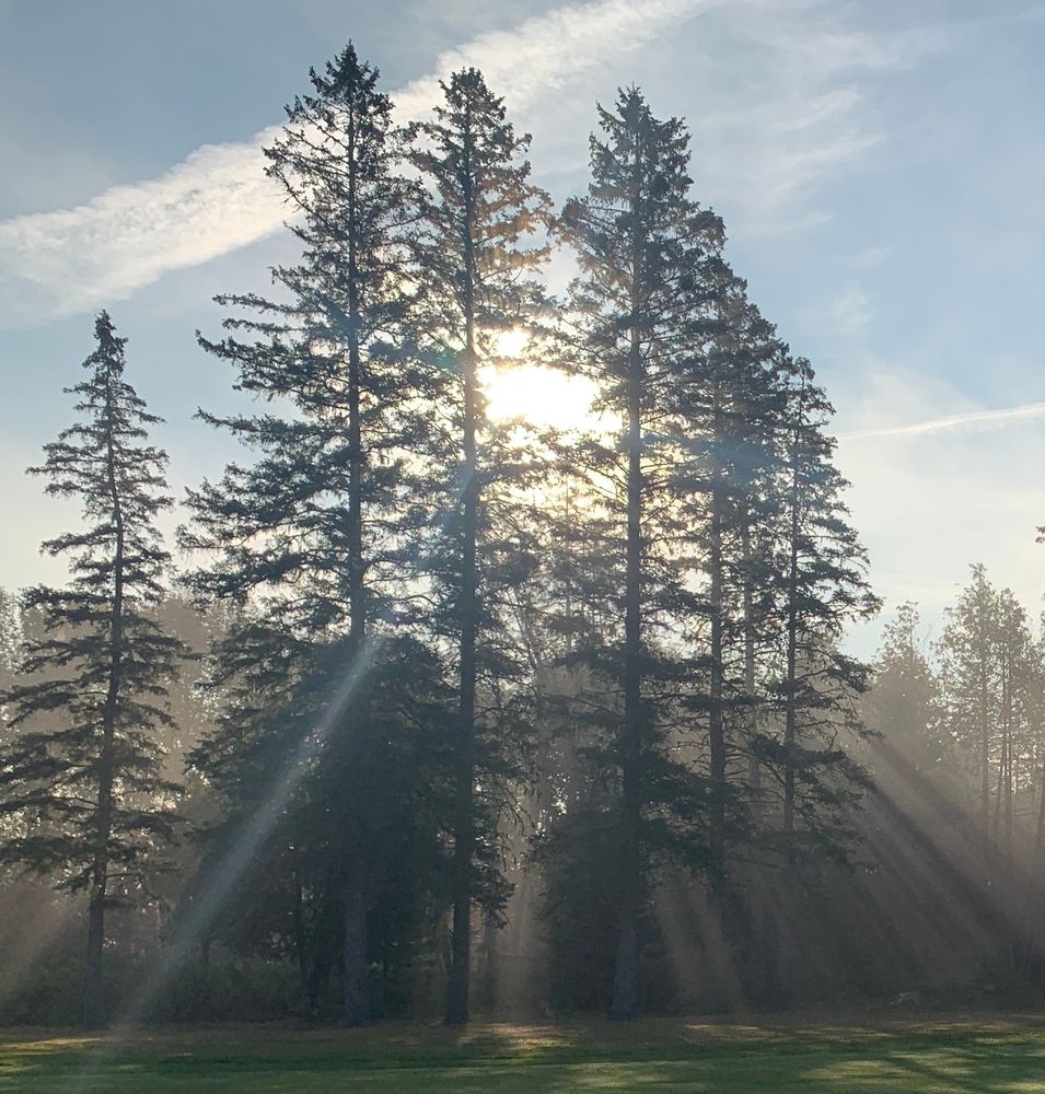 Picture taken with sun behind a stand of fir trees, with the sunbeams highlighted by fog.