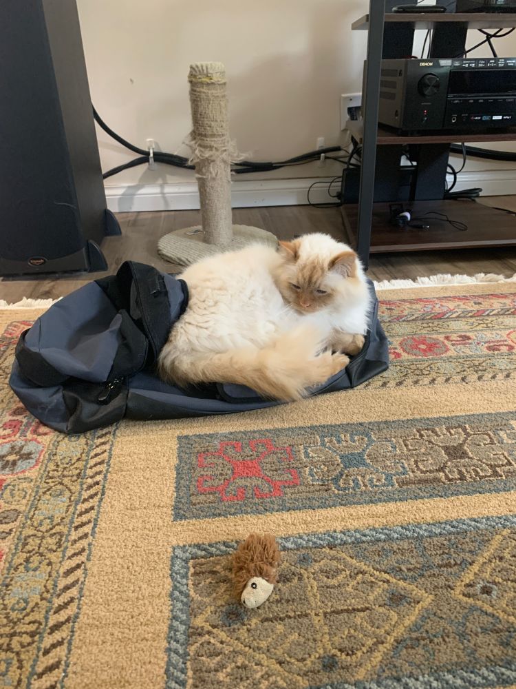 Floofy white cat sitting in the same gym bag