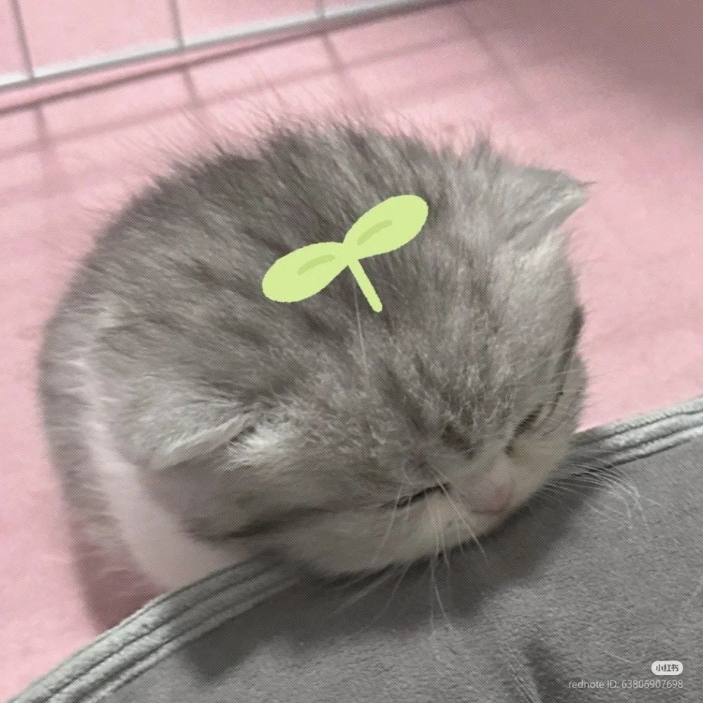 A top-down picture of a cat resting its head on a grey surface. 