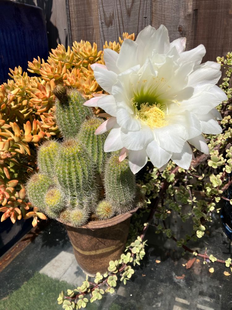 a gigantic cactus flower on a potted cactus, with succulents in the background